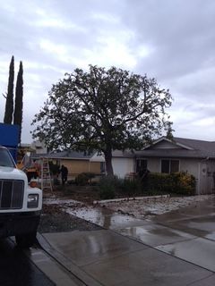 Tree trimming project