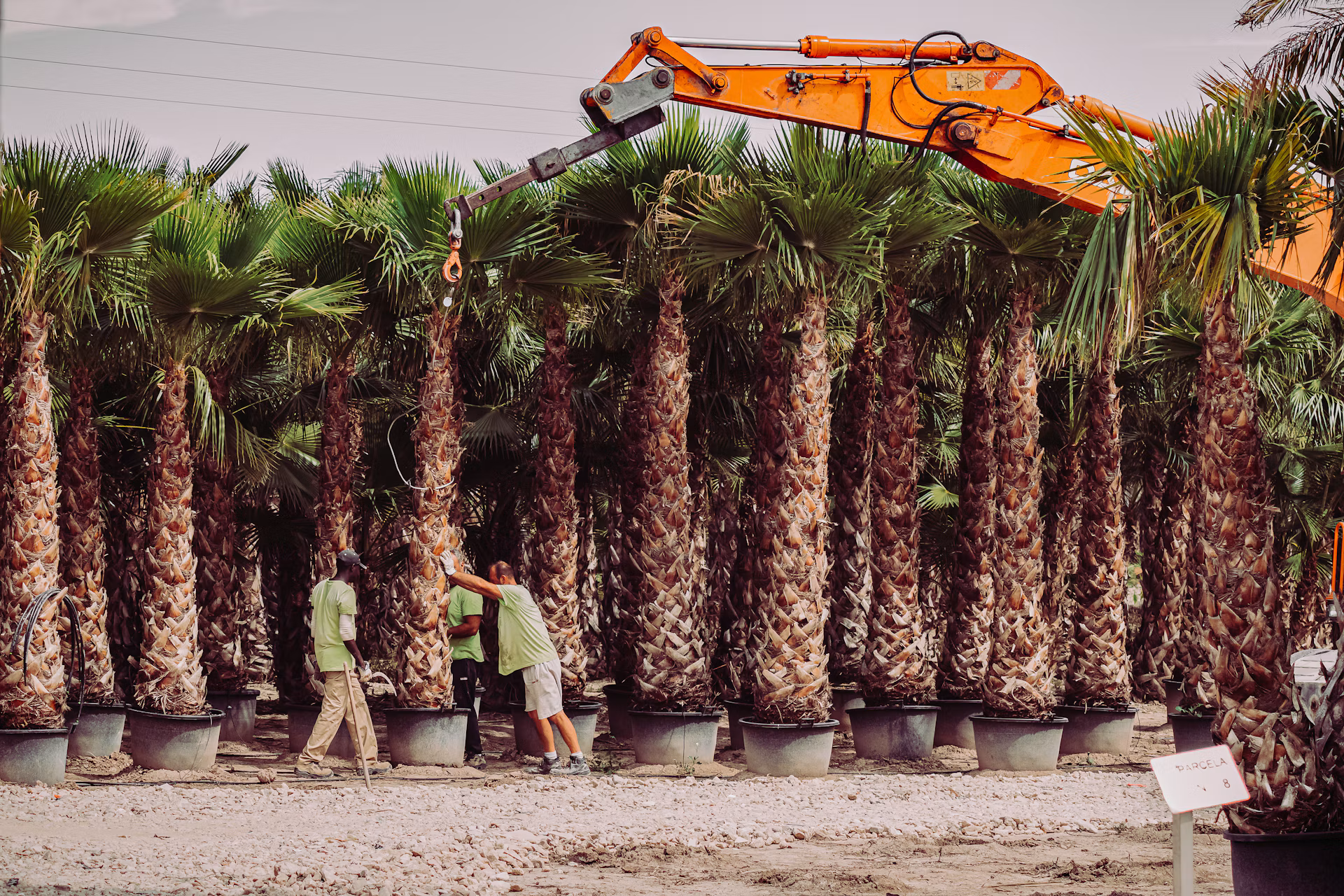 When Is the Best Time to Trim Palm Trees in Southern California? — Hemet Tree Service blog