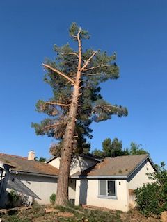 Overgrown palm — trimmed
