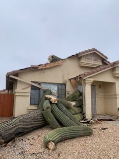 Storm damage — fallen tree
