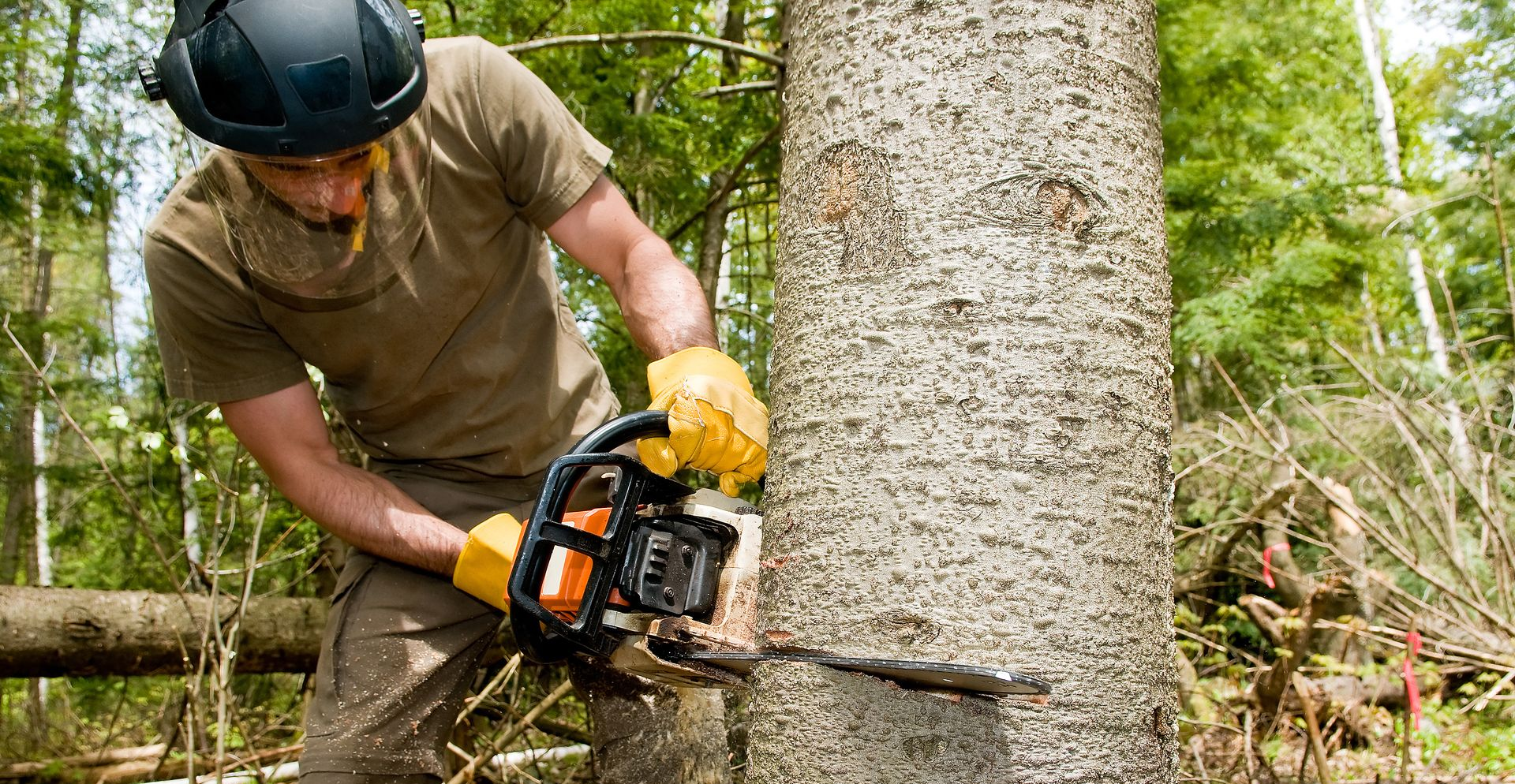 Hemet Tree Service emergency tree removal