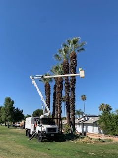 Stump grinding project