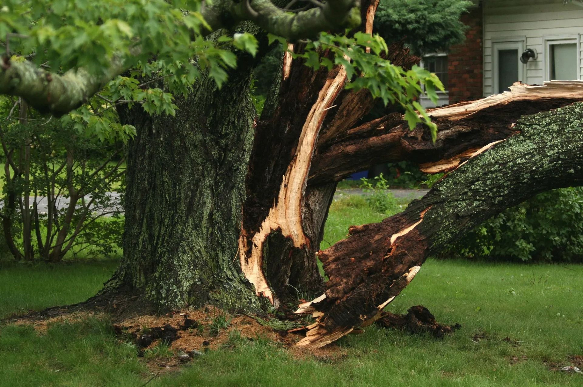 Tree Removal