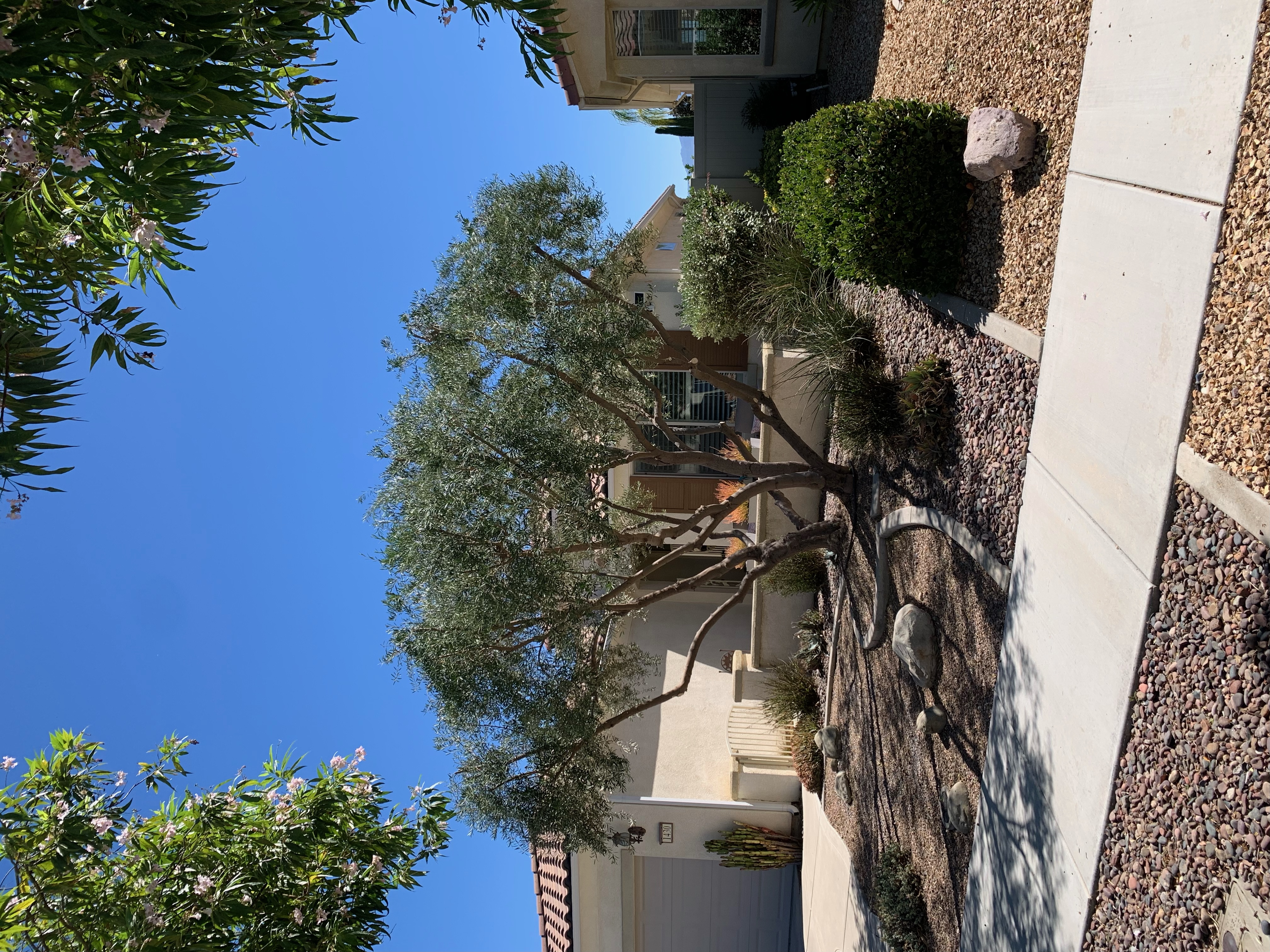 Olive tree shaped and thinned