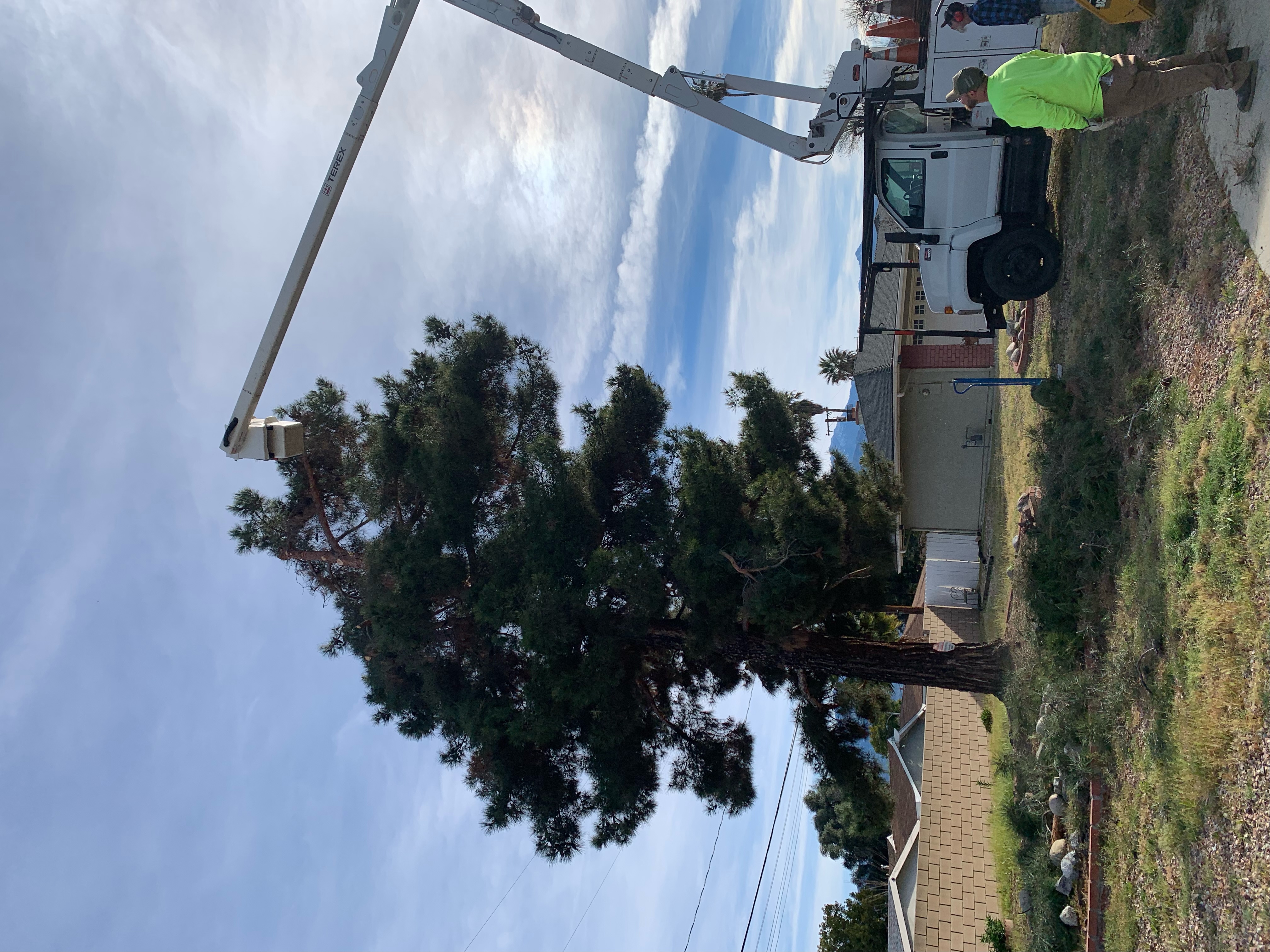 Tall pine trimming in progress