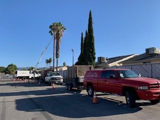 Palm skinning — trunk cleaned