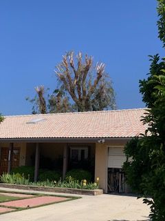Tree removal — before