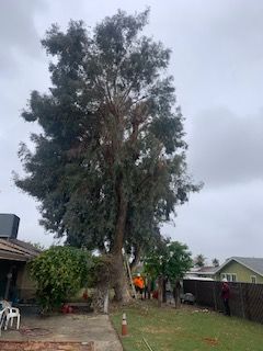 Brush and tree removal