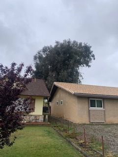 Tree removal — completed
