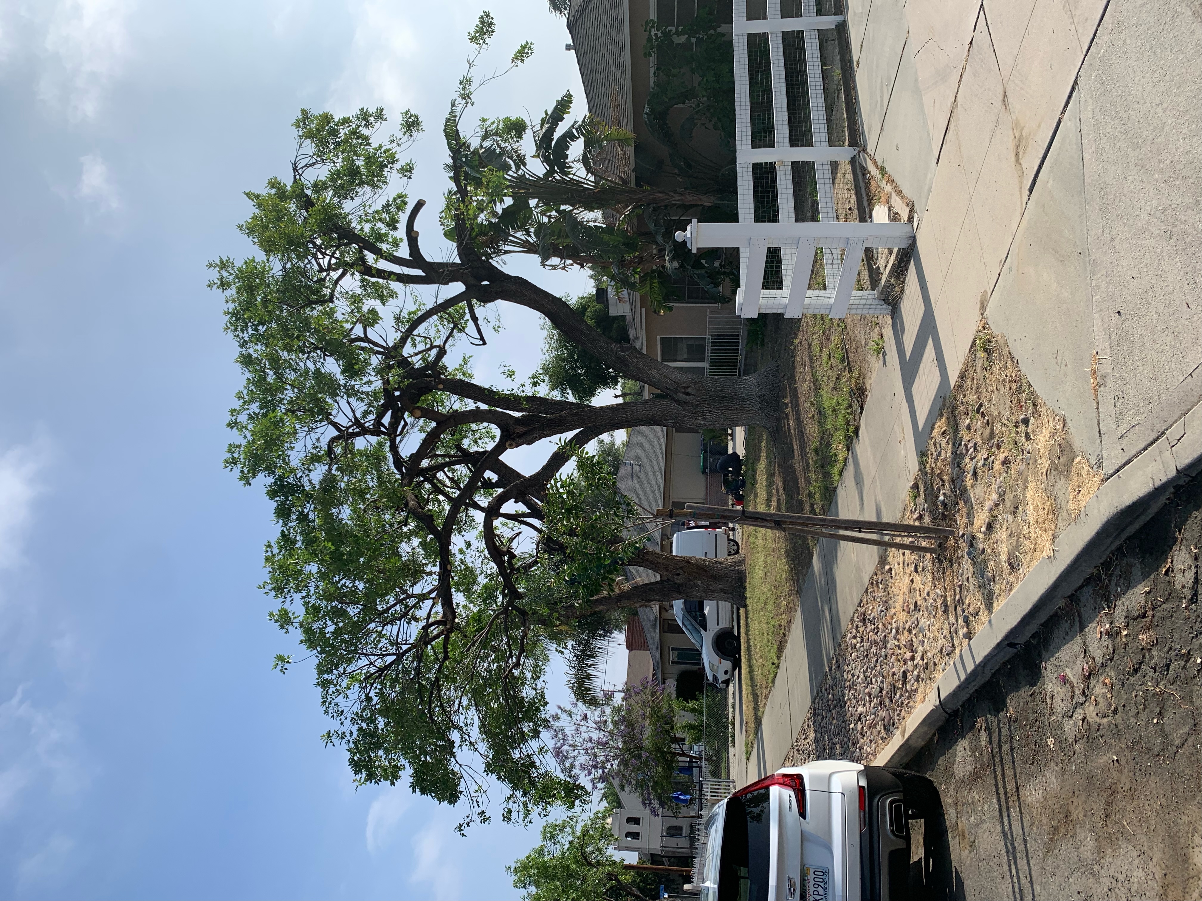 Arborist trimming branches from a large tree with a pole saw