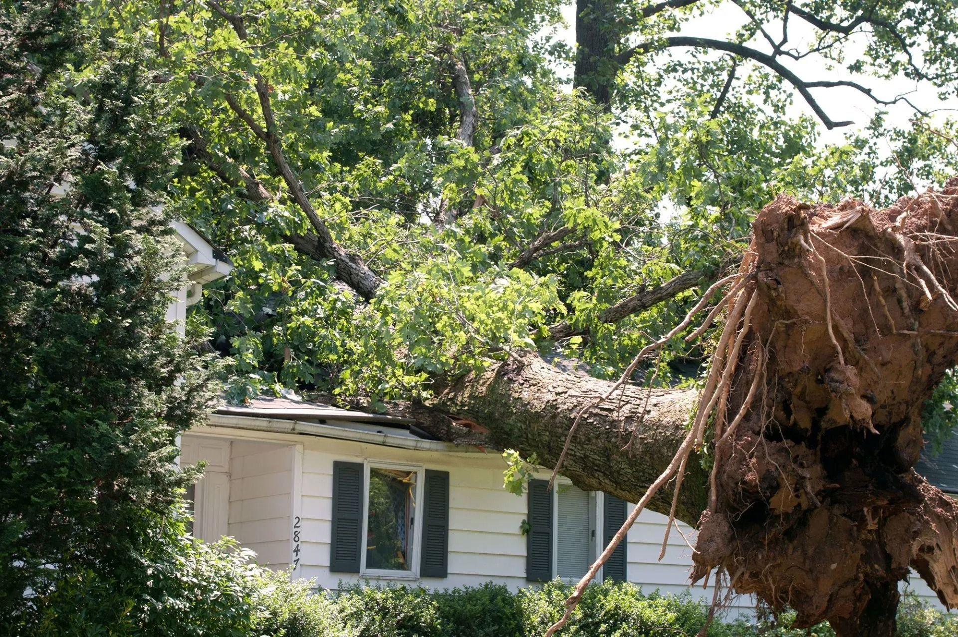 Storm Cleanup