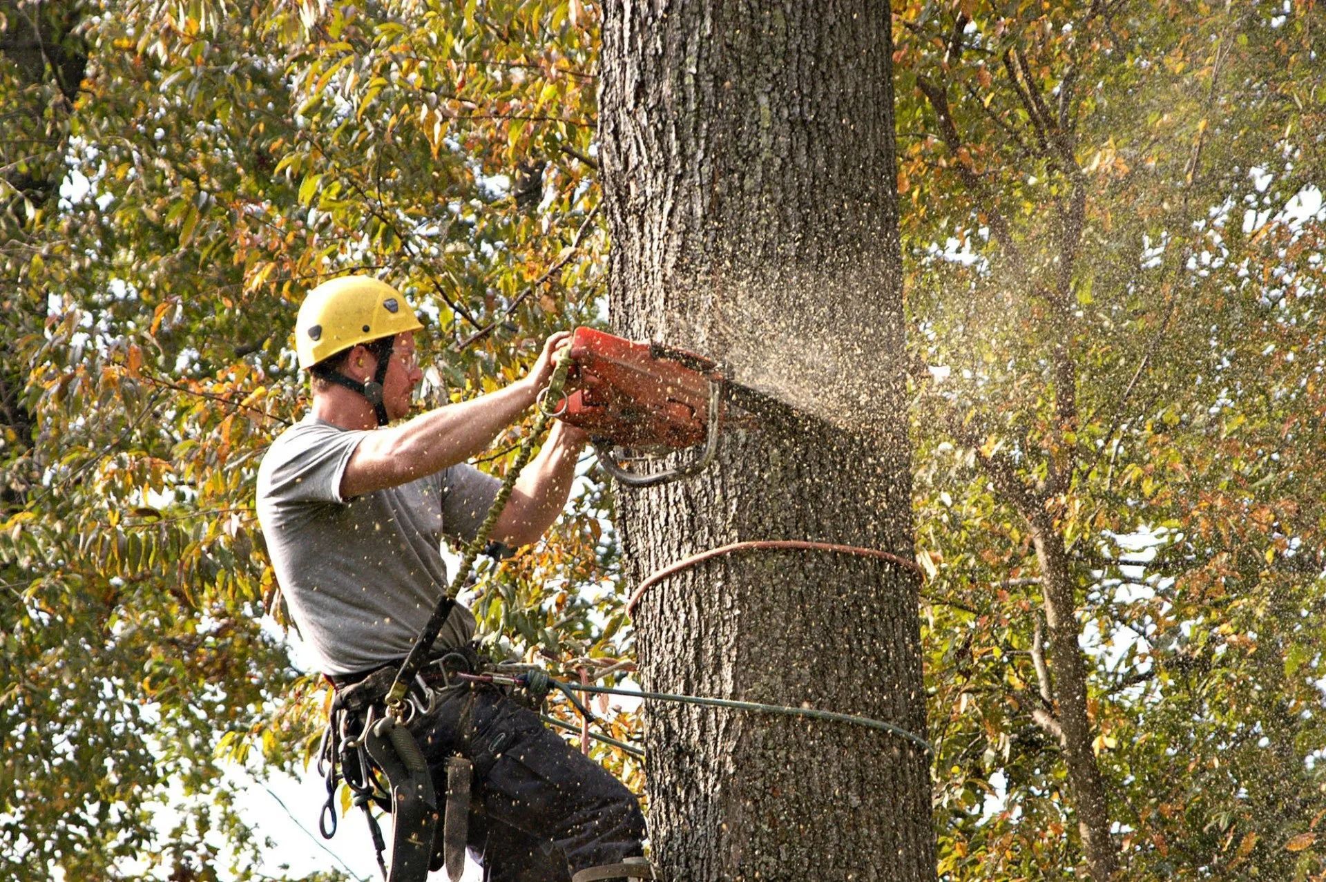 Hemet Tree Service arborist at work